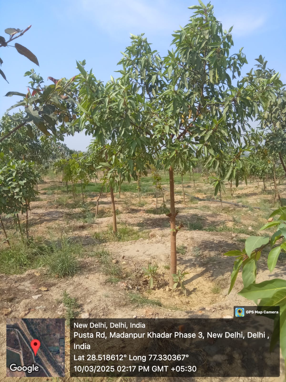 Compensatory Afforestation